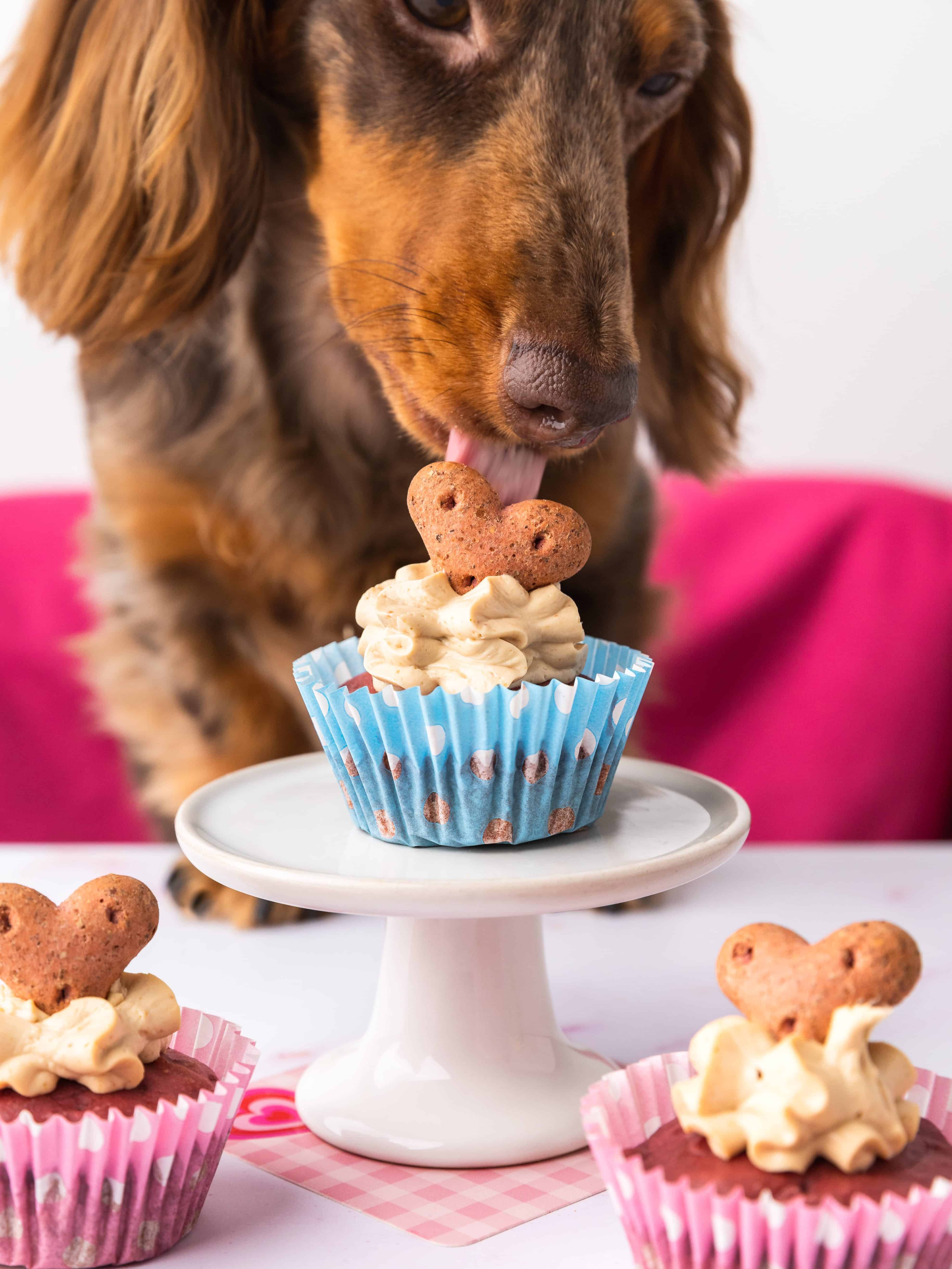 dog cupcakes with peanut butter