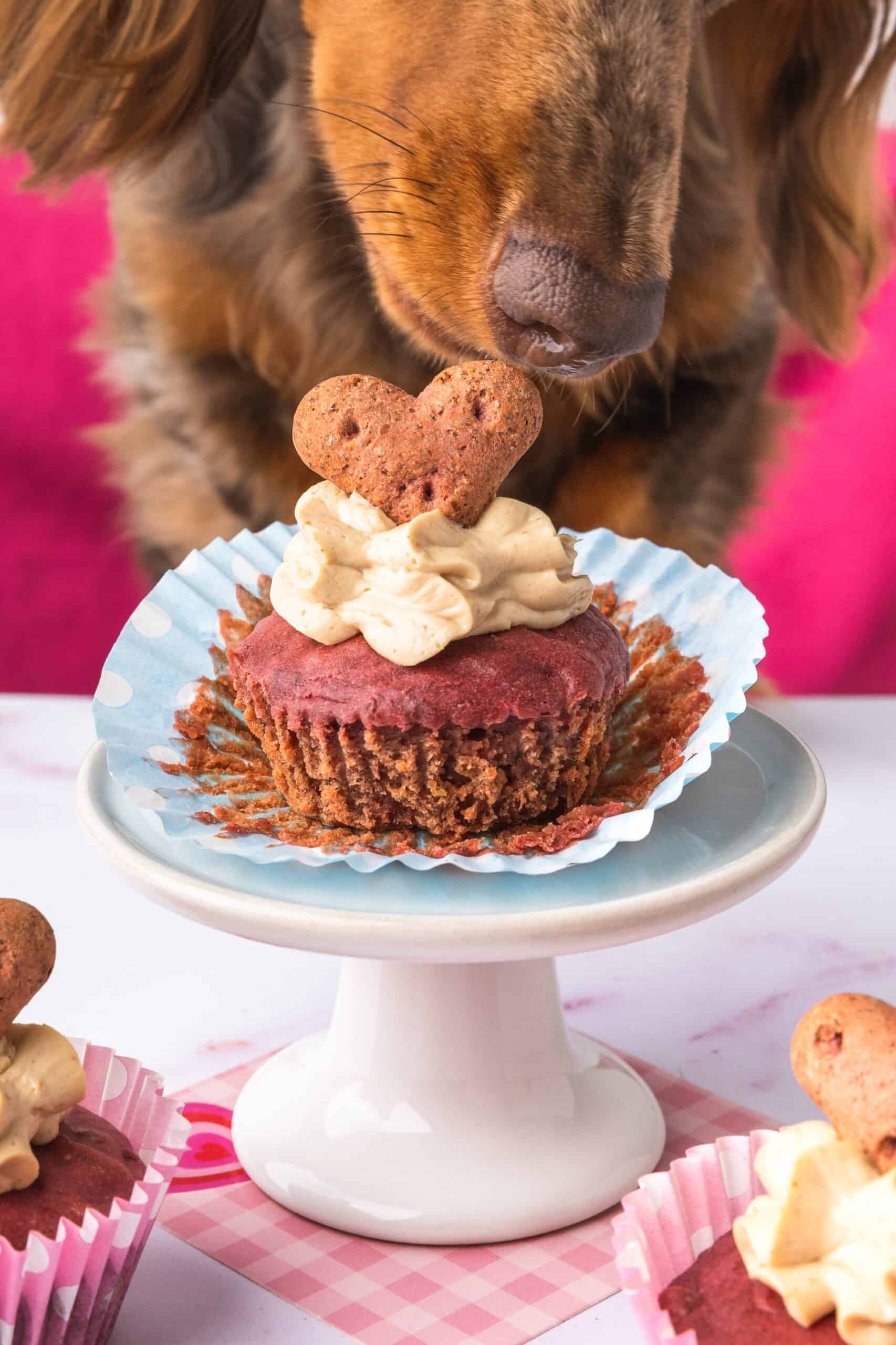 dog friendly Puppy Cupcakes