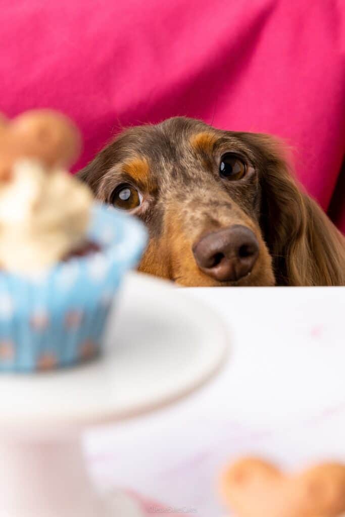 dog friendly Puppy Cupcakes